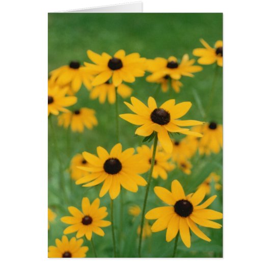 黒い目のサシーズのフィールド (正面)