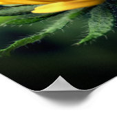 黒い目のスーザンの花を展開 ポスター (角)