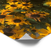 黒い目のスーザンの花,フローラ,写真 ポスター (角)