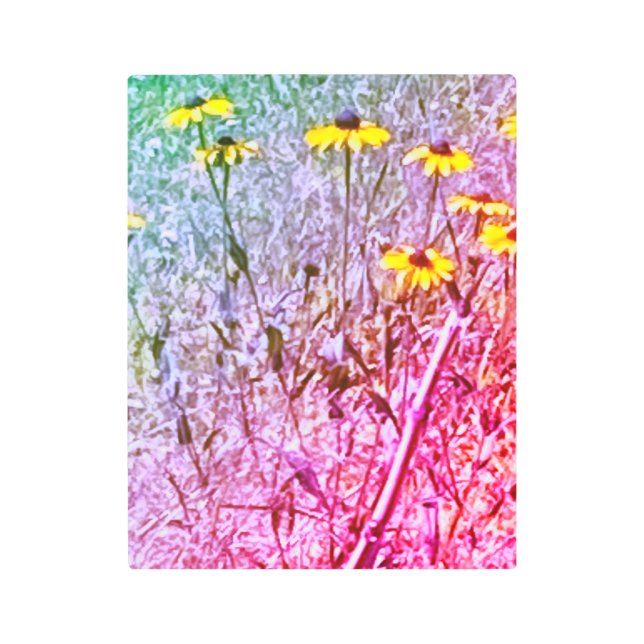 黒い目のスーザンフラワーズメタルウォールアート メタルプリント (正面)