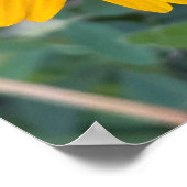 黒い目のスーザンフラワーポスター ポスター (角)