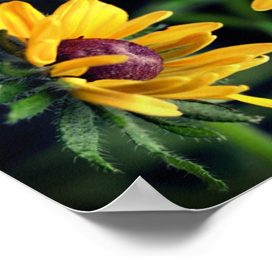 黒い目のスーザンフラワー展開抽象芸術 ポスター (角)