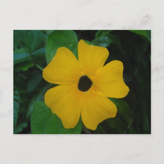 黒い目のスーザンポストカード ポストカード (正面)