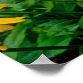 黒い目のスーザンワイルドフラワー ポスター (角)