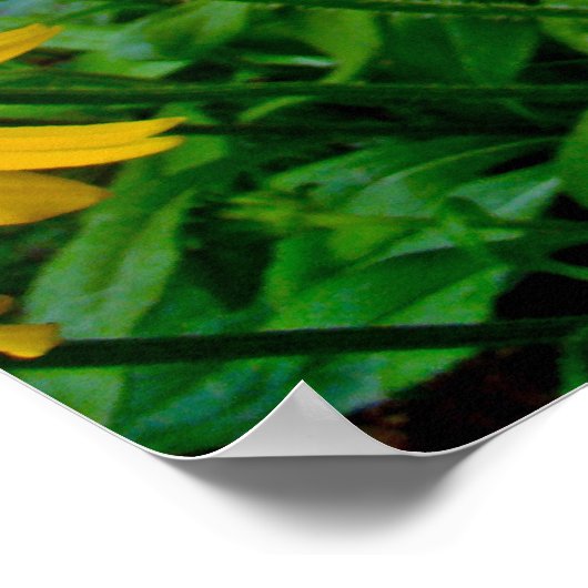 黒い目のスーザンワイルドフラワー ポスター (角)