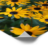 黒い目のスーザン花のポスター ポスター (角)