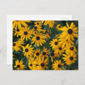 黒い目のスーザン花はがき ポストカード (正面/裏面)