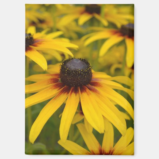 黒い目のスーザン花 マグネット (正面)