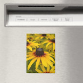 黒い目のスーザン花 マグネット (インサイチュ (食洗機))