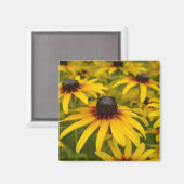 黒い目のスーザン花 マグネット (正面/裏面)