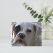 黒い目のボクサー犬はがき ポストカード (スタンド正面)