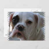 黒い目のボクサー犬はがき ポストカード (正面/裏面)