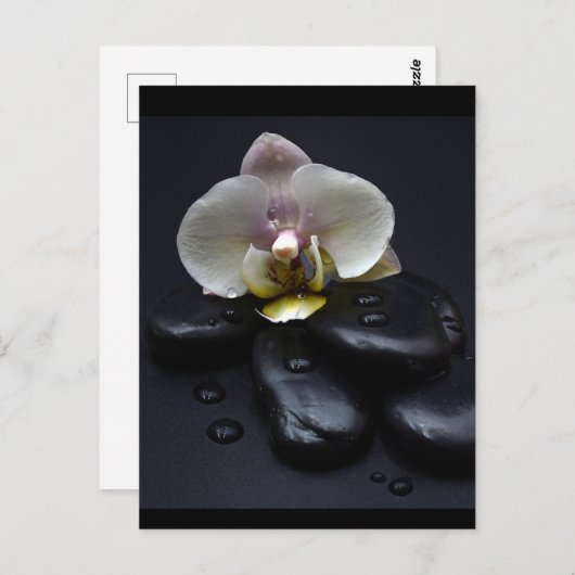黒い石の上の白い蘭 ポストカード (正面/裏面)