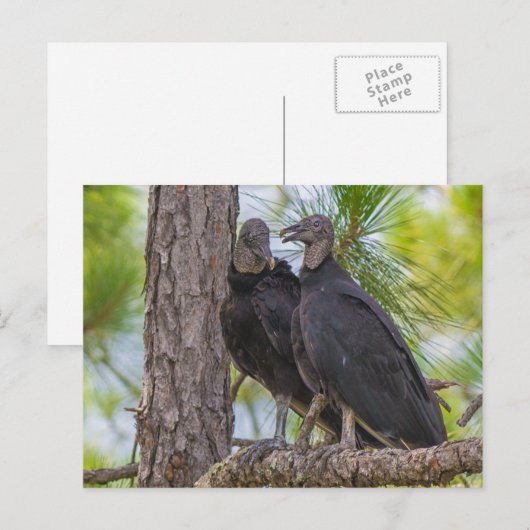 黒い禿鷲 ポストカード (正面/裏面)