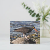 黒い素晴らしオイスターキャッチャーの鳥のビーチ ポストカード (スタンド正面)