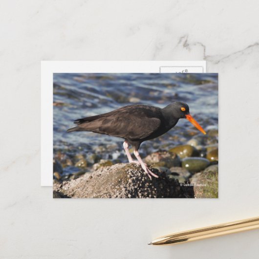 黒い素晴らしオイスターキャッチャーの鳥のビーチ ポストカード (正面/裏面インサイチュ)