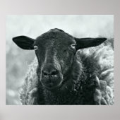 黒い羊 ポスター (正面)