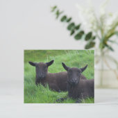 黒い羊 ポストカード (スタンド正面)