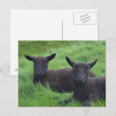 黒い羊 ポストカード (正面/裏面)