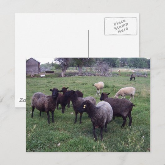 黒い羊 ポストカード (正面/裏面)