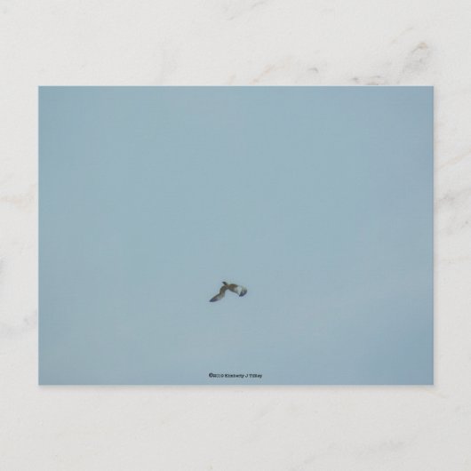 黒い義足のキティワケ ポストカード (正面)