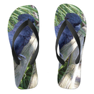 黒い羽：オーストラリア産の黒いオウム ビーチサンダル