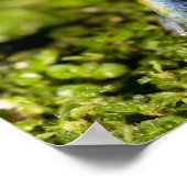 黒い耳を持つMantella、Mantella expectata、2 ポスター (角)