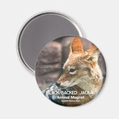 黒い背中のジャカル マグネット (正面/裏面)