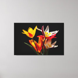 黒い背景にチューリップ花 キャンバスプリント