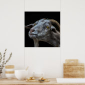 黒い背景にビリー・ヤギ ポスター (キッチン)