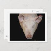 黒い背景にピンク色の豚の頭 ポストカード (正面/裏面)