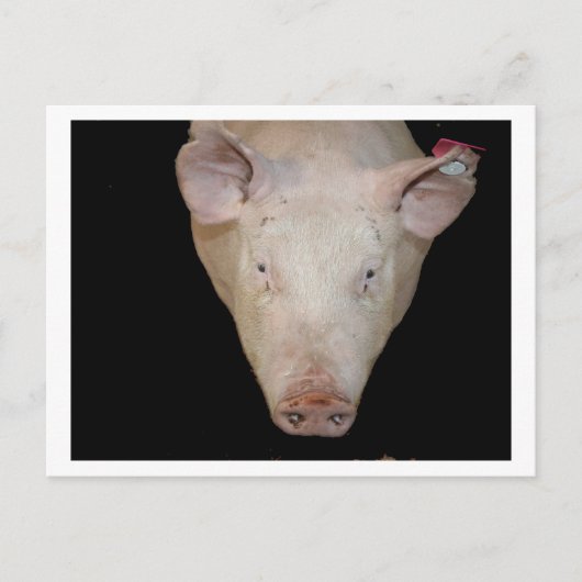 黒い背景にピンク色の豚の頭 ポストカード (正面)