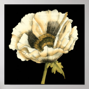 黒い背景にポピーのクリーム色の花 ポスター
