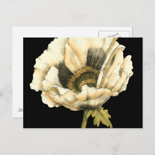 黒い背景にポピーのクリーム色の花 ポストカード (正面/裏面)