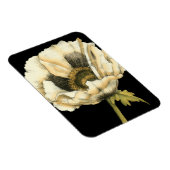 黒い背景にポピーのクリーム色の花 マグネット (右側)