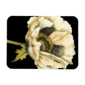 黒い背景にポピーのクリーム色の花 マグネット (横)