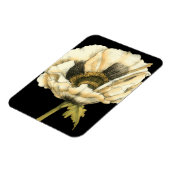 黒い背景にポピーのクリーム色の花 マグネット (左側)