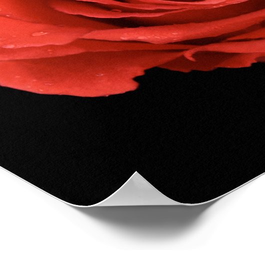 黒い背景に劇的な赤いバラ ポスター (角)