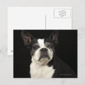 黒い背景に古いBosten Terrier ポストカード (正面/裏面)