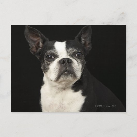 黒い背景に古いBosten Terrier ポストカード (正面)
