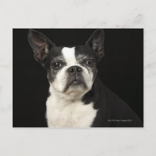 黒い背景に古いBosten Terrier ポストカード
