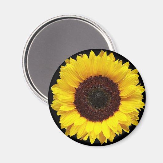 黒い背景に咲く巨大な黄色い庭のひまわり マグネット (正面/裏面)