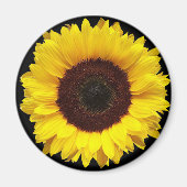 黒い背景に咲く巨大な黄色い庭のひまわり マグネット (正面)