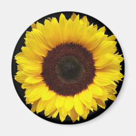 黒い背景に咲く巨大な黄色い庭のひまわり マグネット