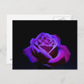 黒い背景に水滴を付ける紫のバラ ポストカード (正面/裏面)