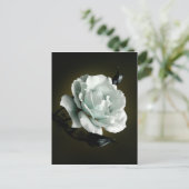 黒い背景に白いバラの写真 ポストカード (スタンド正面)