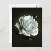 黒い背景に白いバラの写真 ポストカード (正面/裏面)
