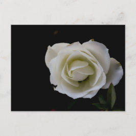 黒い背景に白いバラの花 ポストカード
