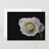 黒い背景に白いバラの花 ポストカード (正面/裏面)