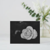 黒い背景に白い小バラの花 ポストカード (スタンド正面)